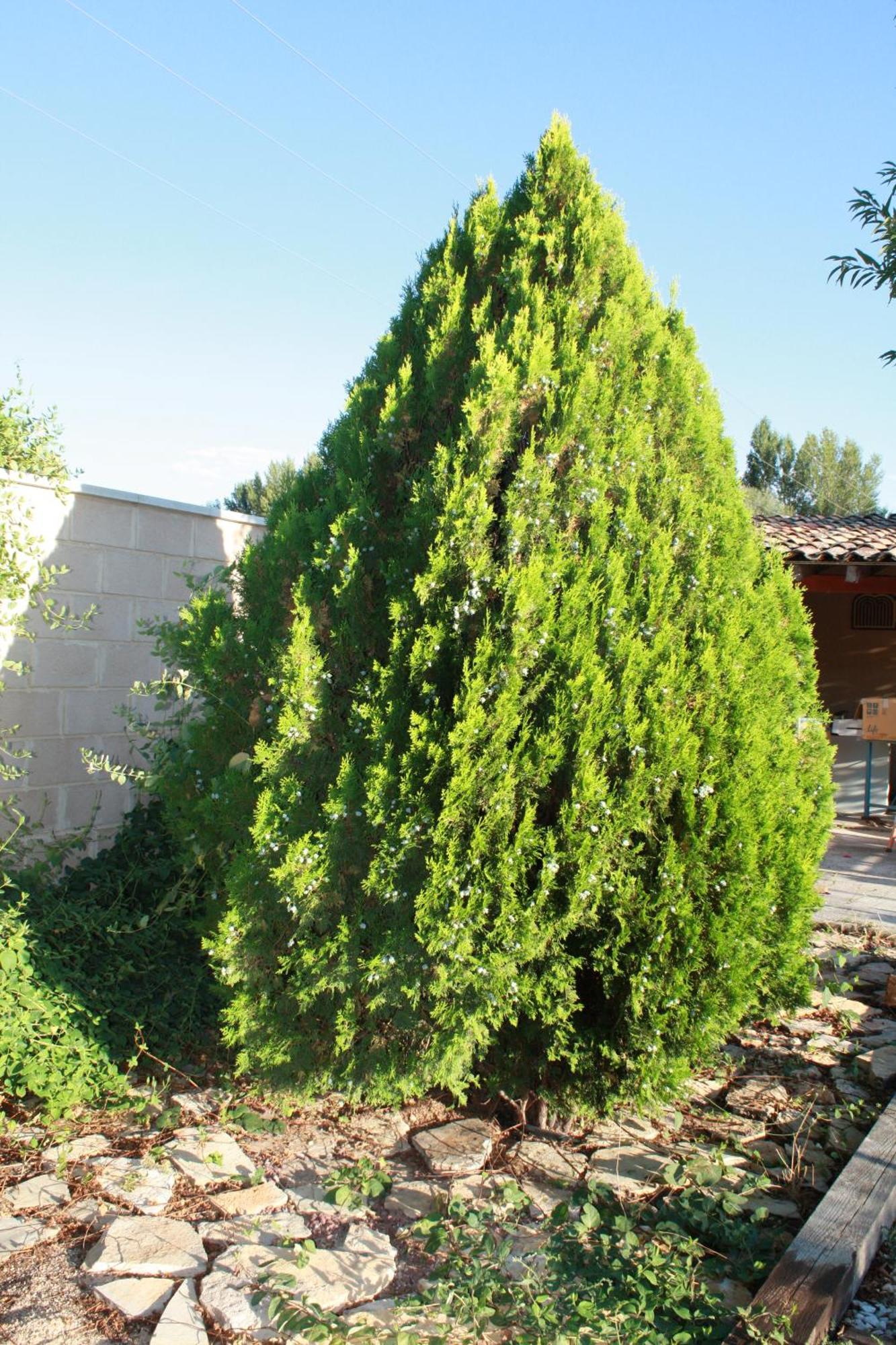 Ferienwohnung Loft La Buena Vida Penaranda de Duero Exterior foto